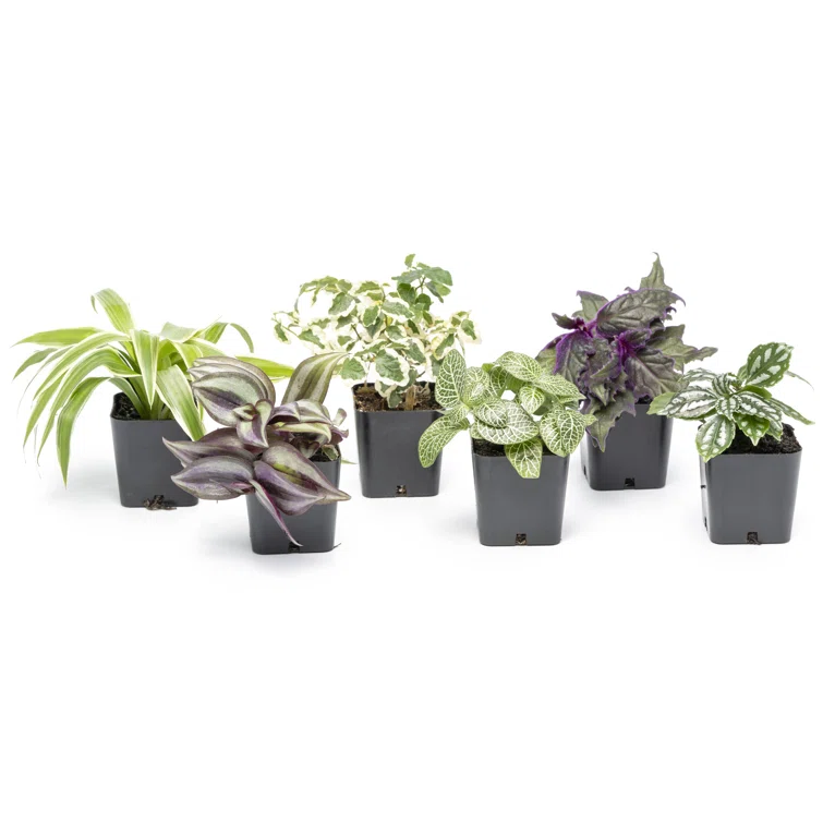 Assorted Foliage in Black Plastic Pots, 6-Pack