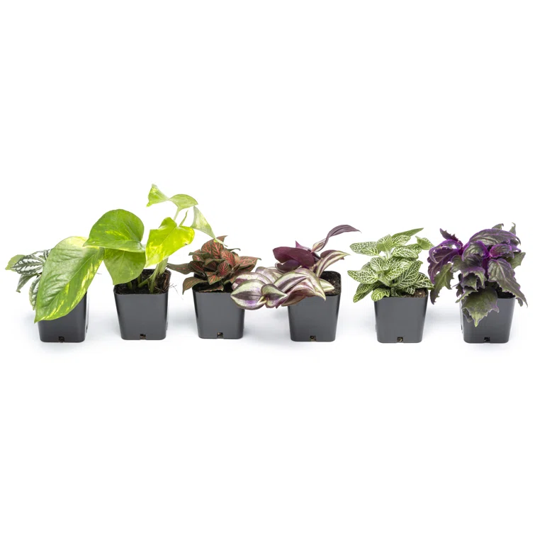 Assorted Foliage in Black Plastic Pots, 6-Pack