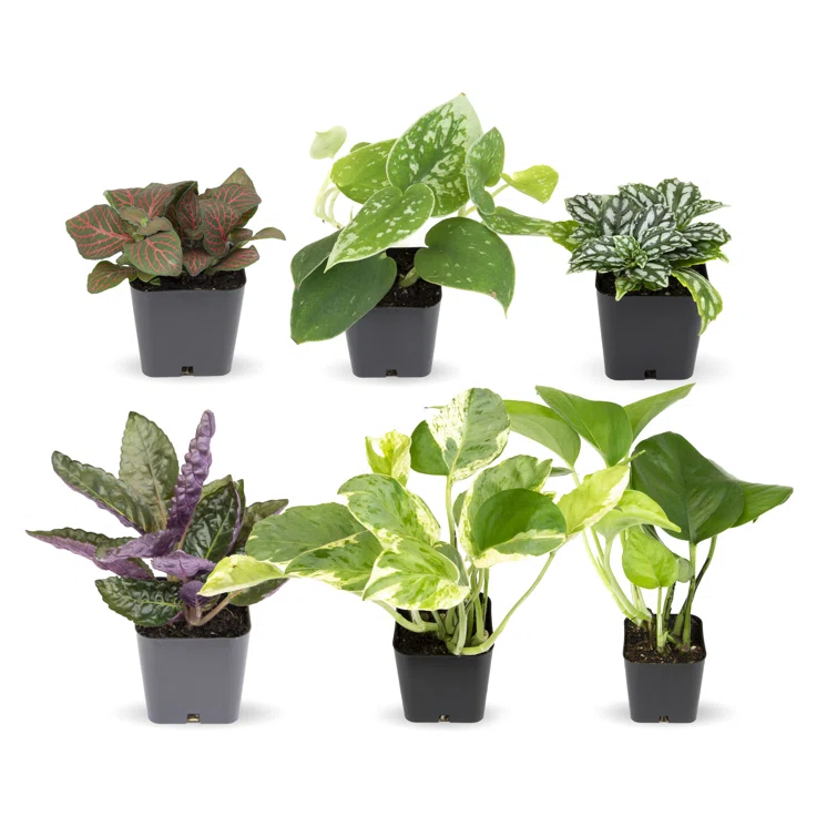 Assorted Foliage in Black Plastic Pots, 6-Pack