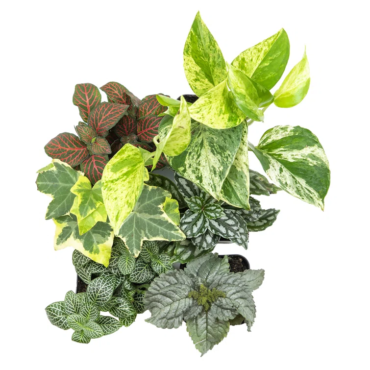 Assorted Foliage in Black Plastic Pots, 6-Pack